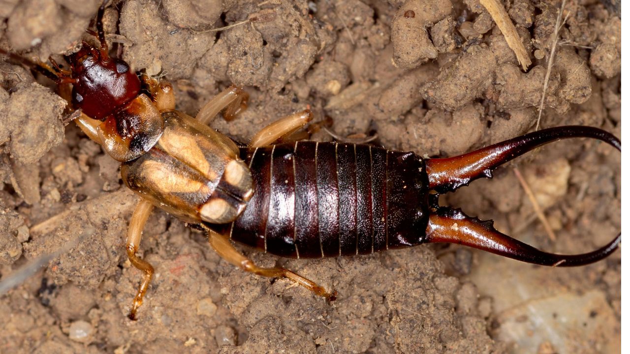 Pince-oreille dans la maison