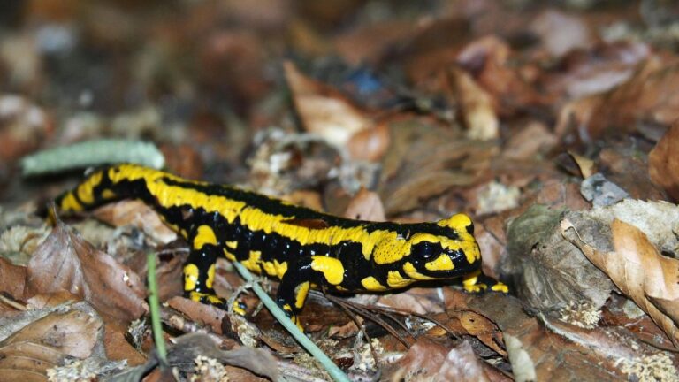 Salamandre dans la maison