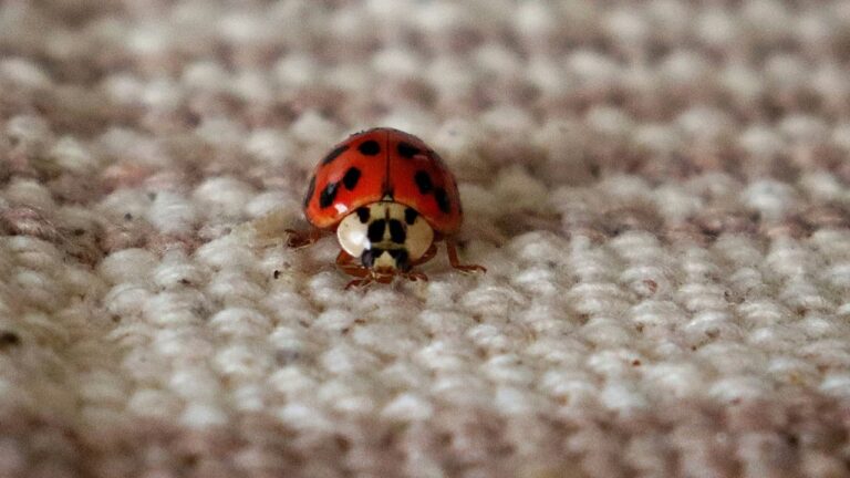 Coccinelle dans la maison