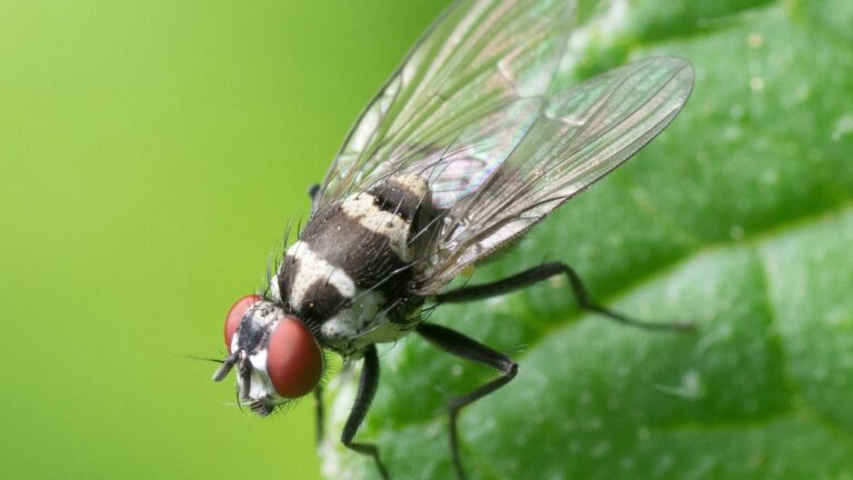 Moucherons dans la maison