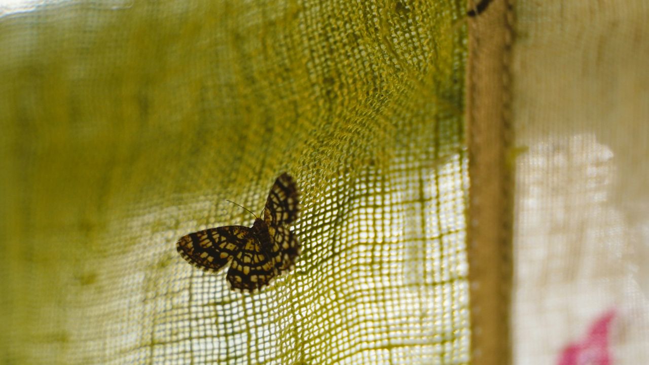 Papillon dans la maison