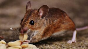 Souris qui rentre dans la maison