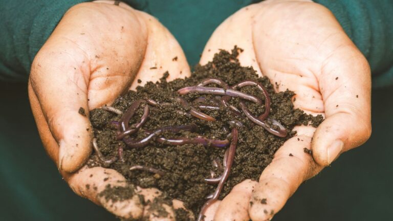 Vers dans les plantes d’intérieur