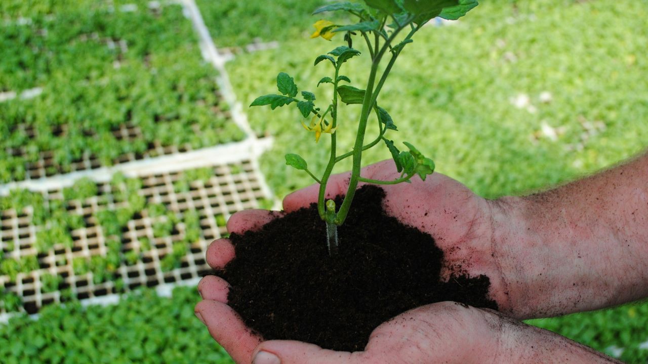 Planter directement dans du fumier