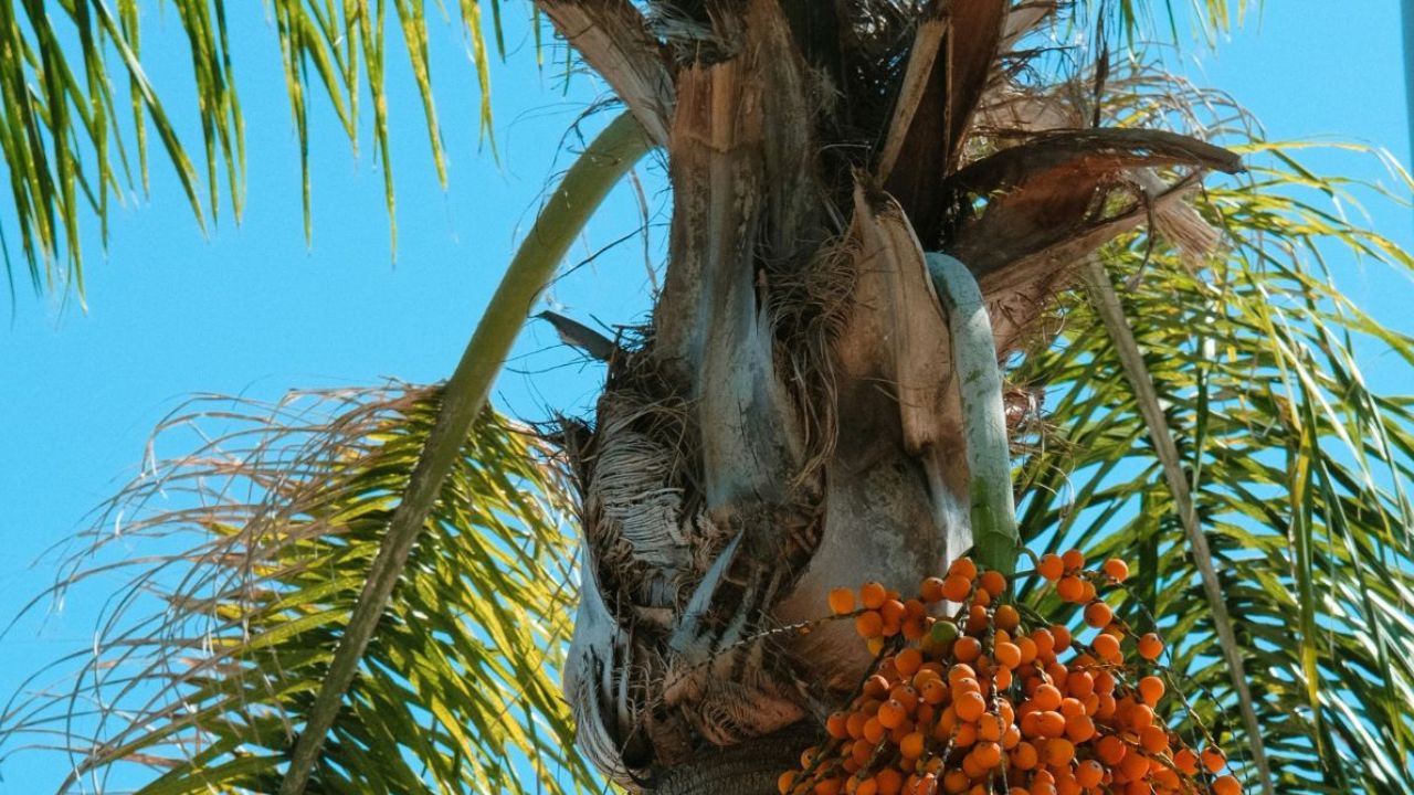 Faire germer des graines de palmier