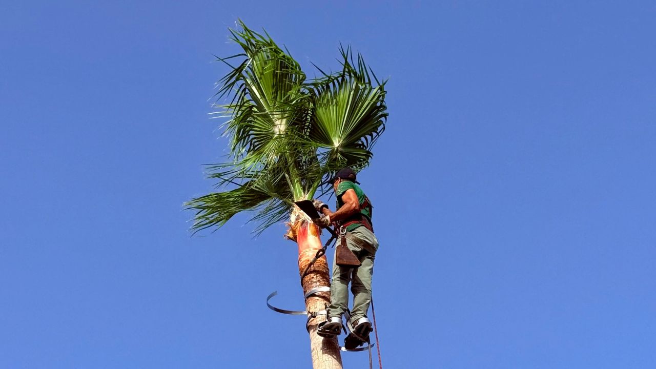 Tailler un palmier