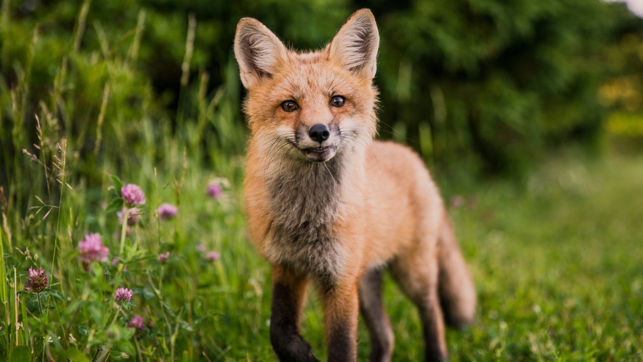 Répulsif naturel contre les renards