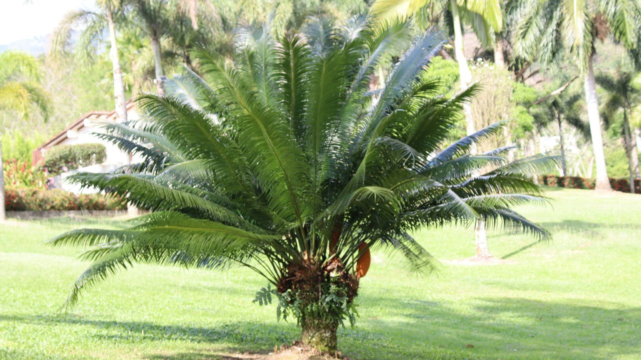 Engrais utiliser pour un palmier