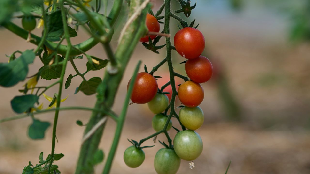 Engrais utiliser pour les tomates