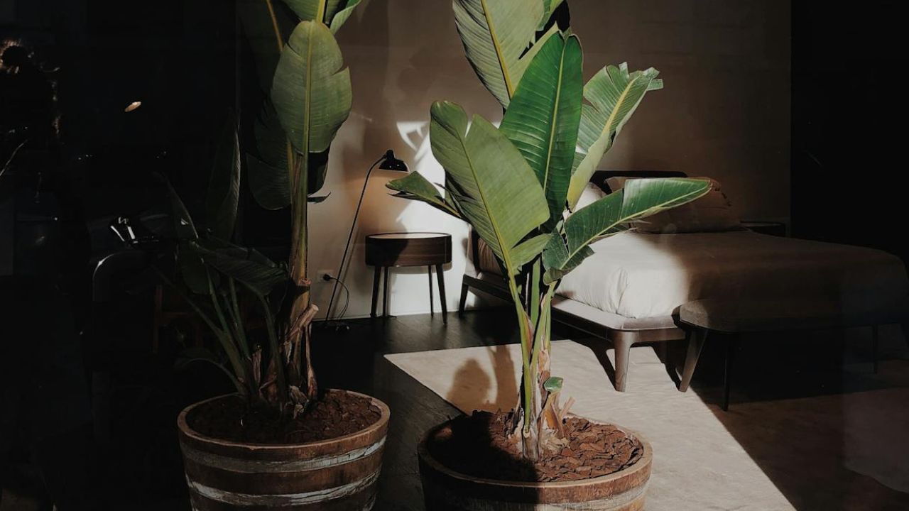 Temps de pousse d'un bananier