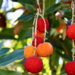 Bouturer un arbousier