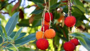 Bouturer un arbousier