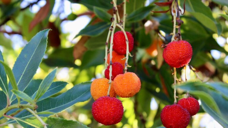 Bouturer un arbousier