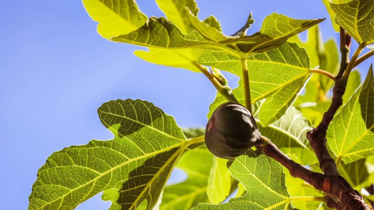 Inconvénients du figuier