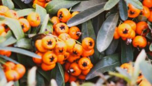 Pyracantha