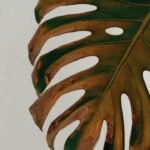 Monstera feuille jaune