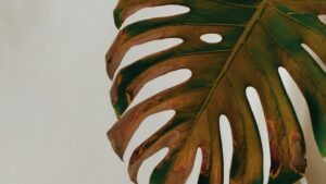 Monstera feuille jaune