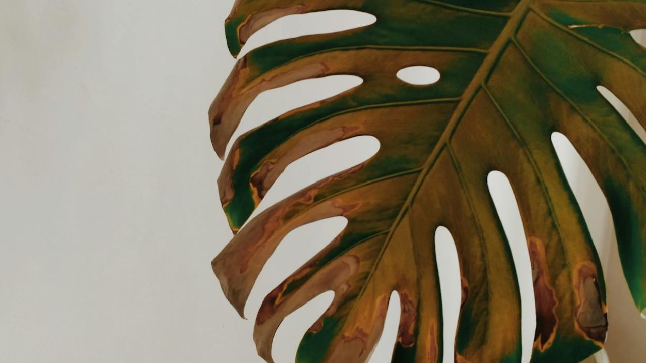 Monstera feuille jaune