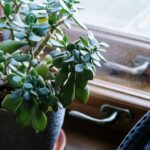 Arbre de jade