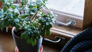 Arbre de jade