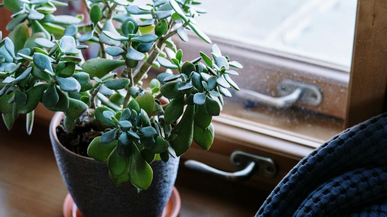Arbre de jade