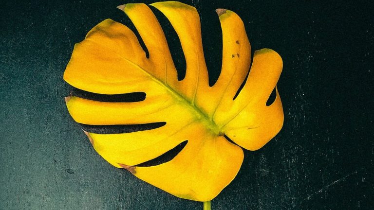 Monstera feuille jaune