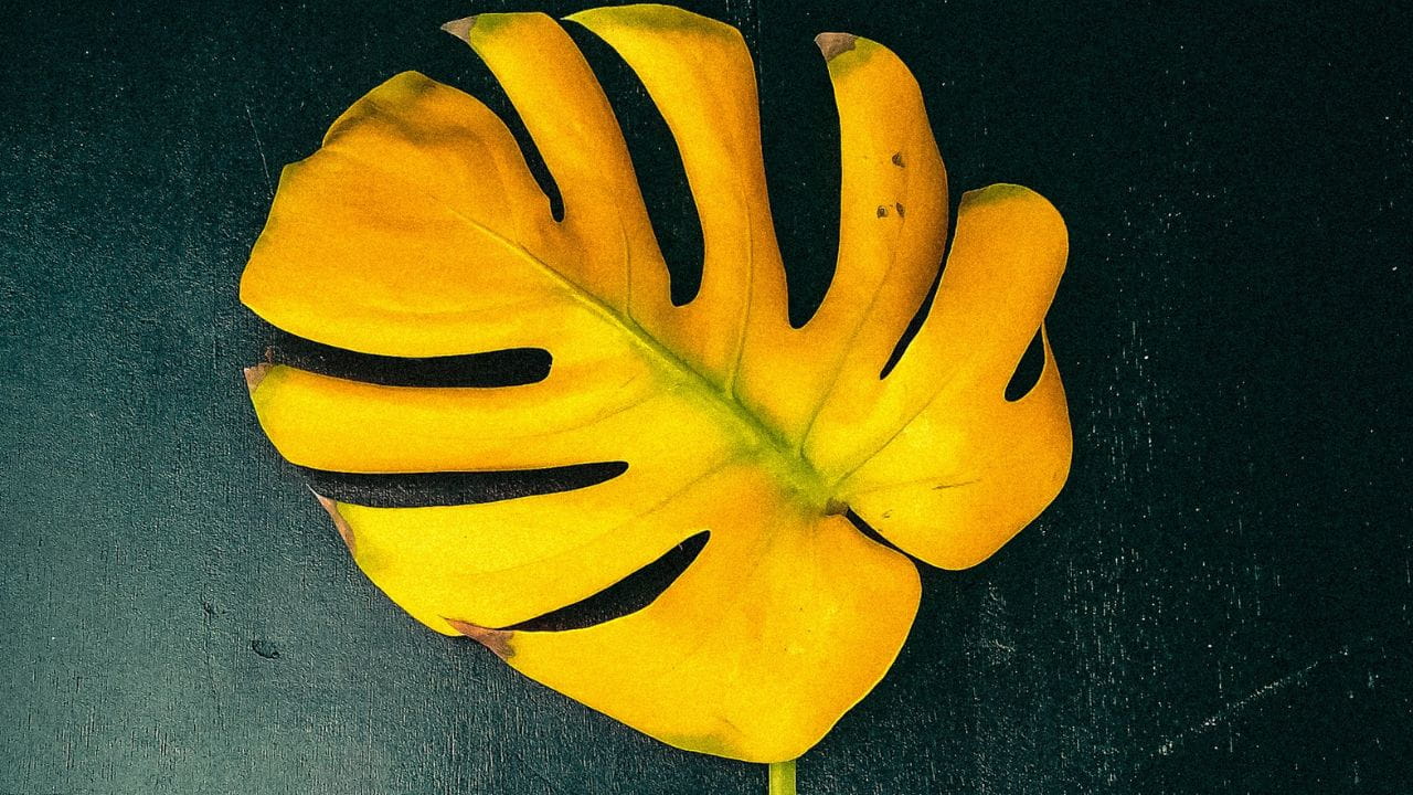 Monstera feuille jaune
