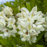 Fleur d’acacia