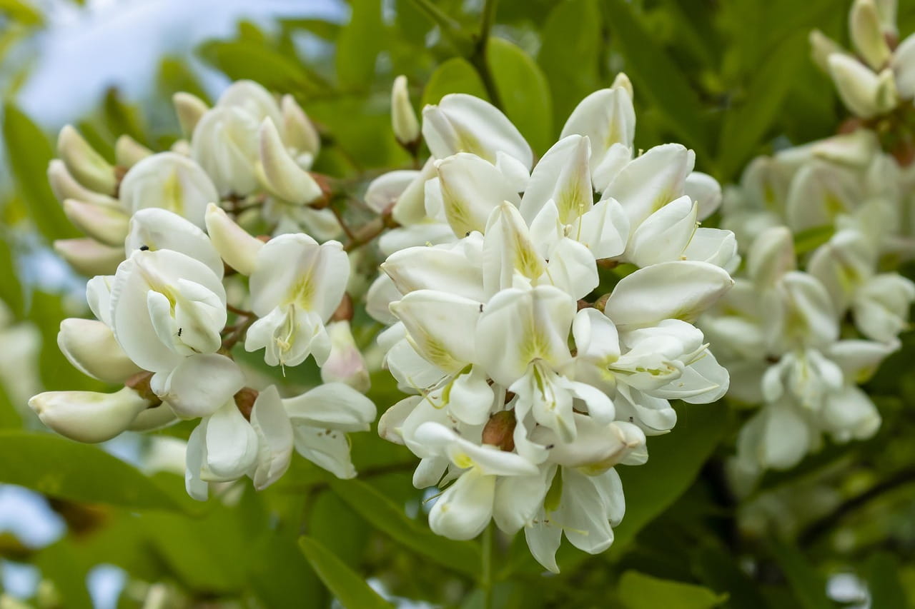 Fleur d’acacia
