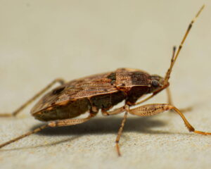 Insecte qui ressemble au cafard