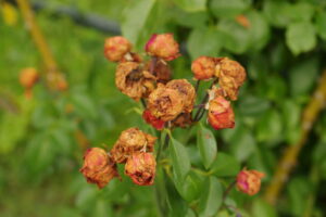 Maladie des rosiers