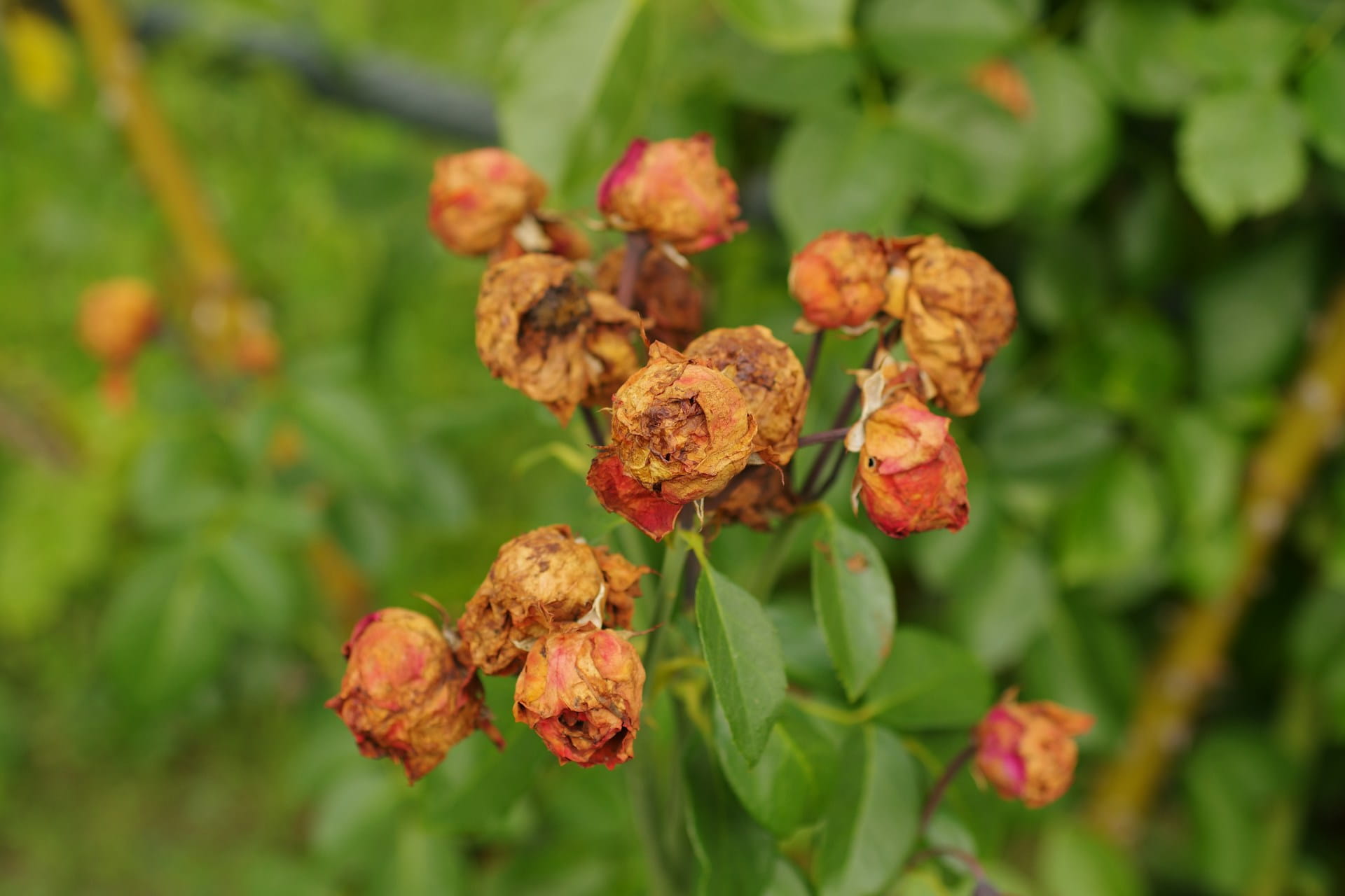 Maladie des rosiers