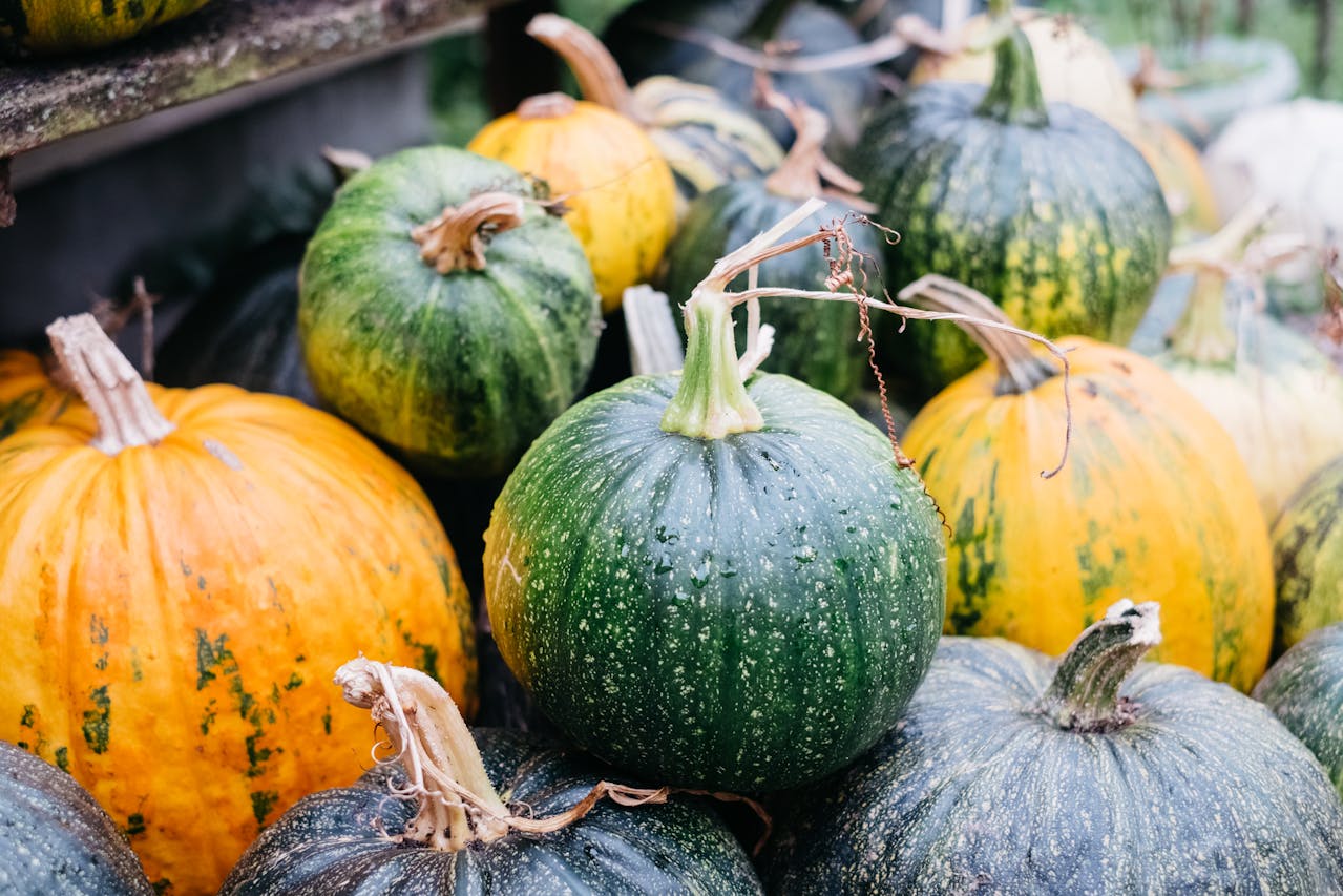 Courge musquée verte