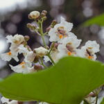 Catalpa