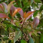 Photinia