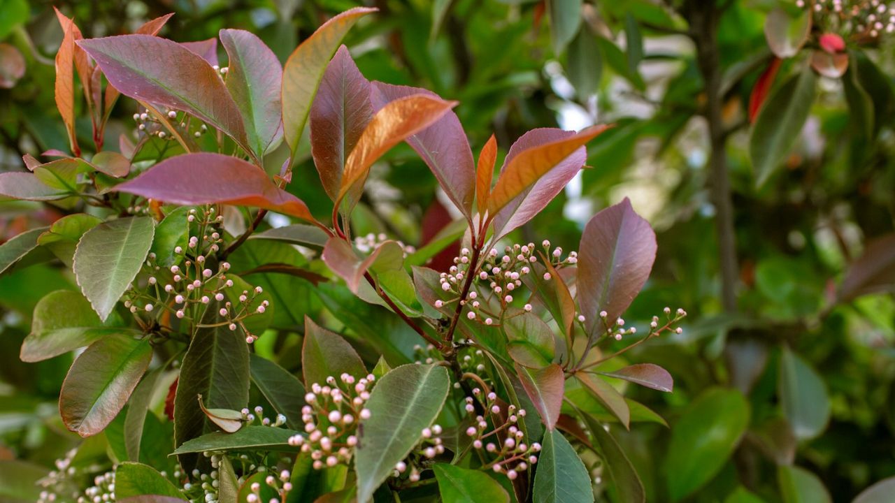 Photinia
