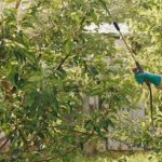 Glyphosate pour 5 litres d’eau