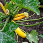 Maladies des courgettes