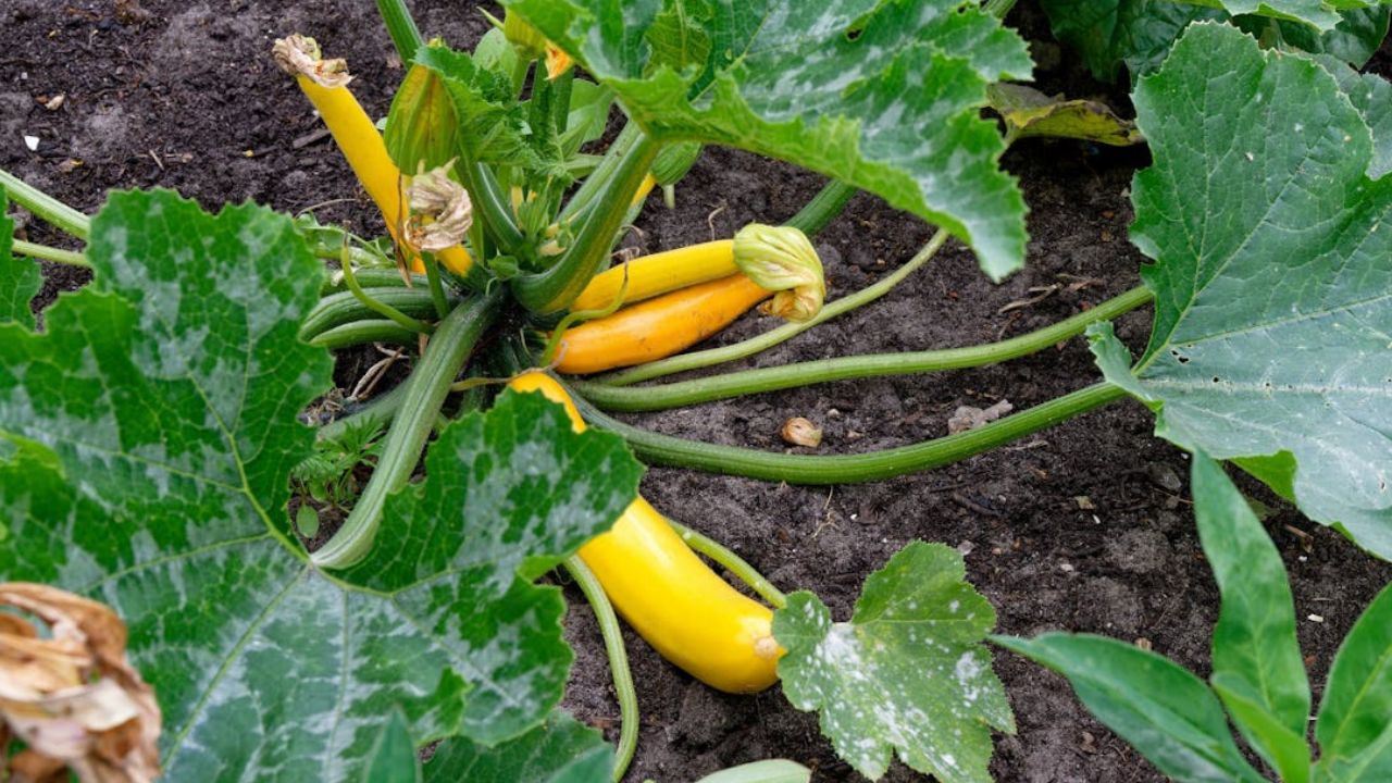 Maladies des courgettes