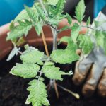Planter les tomates