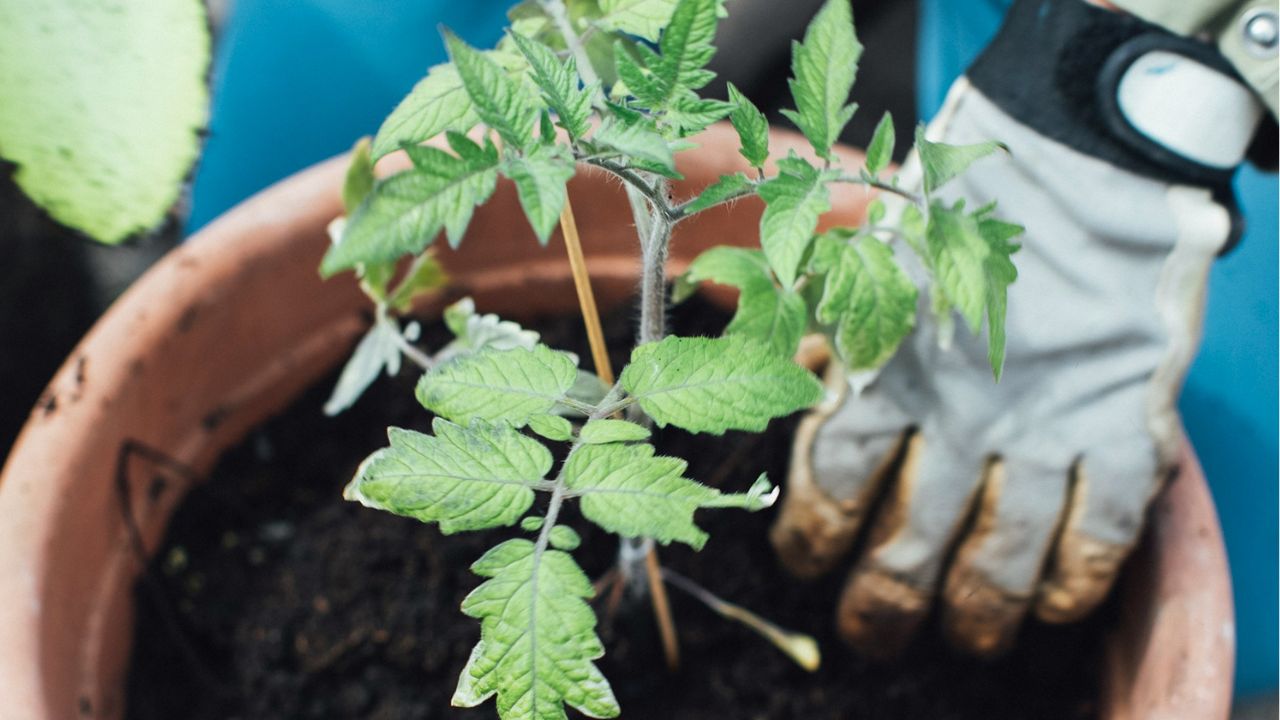 Planter les tomates