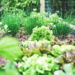 Légumes planter en juillet-août