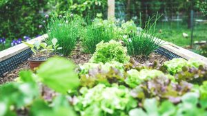 Légumes planter en juillet-août