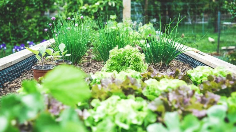 Légumes planter en juillet-août