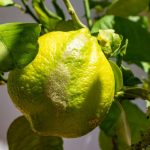 Maladies du citronnier