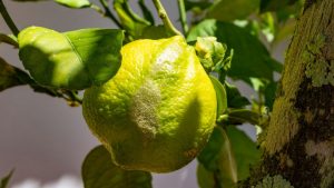 Maladies du citronnier