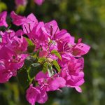 Faire revivre un bougainvillier