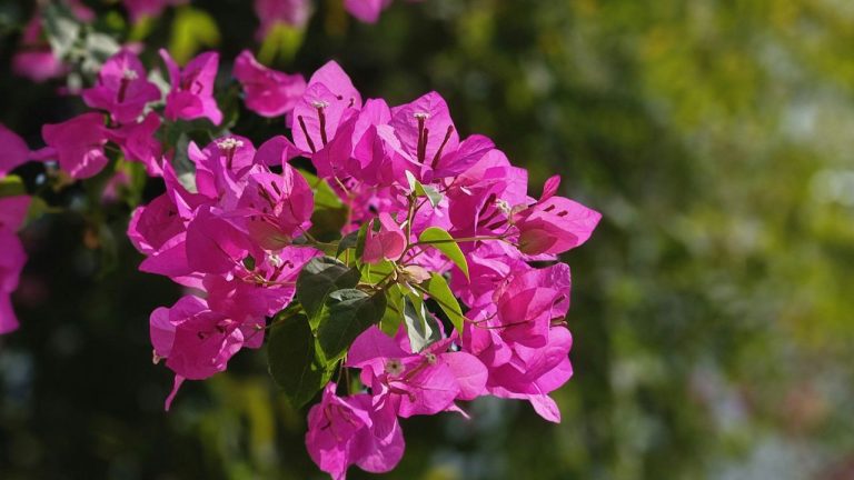 Faire revivre un bougainvillier