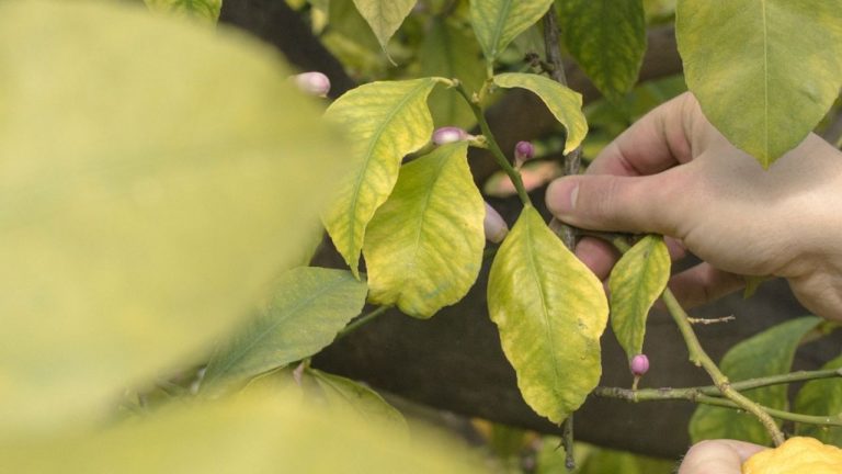 Bouturer un citronnier