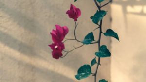 Bougainvillier qui perd ses feuilles